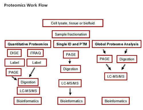Flow chart showing three parallel proteomics workflows starting from cell lysate, tissue or biofluid
